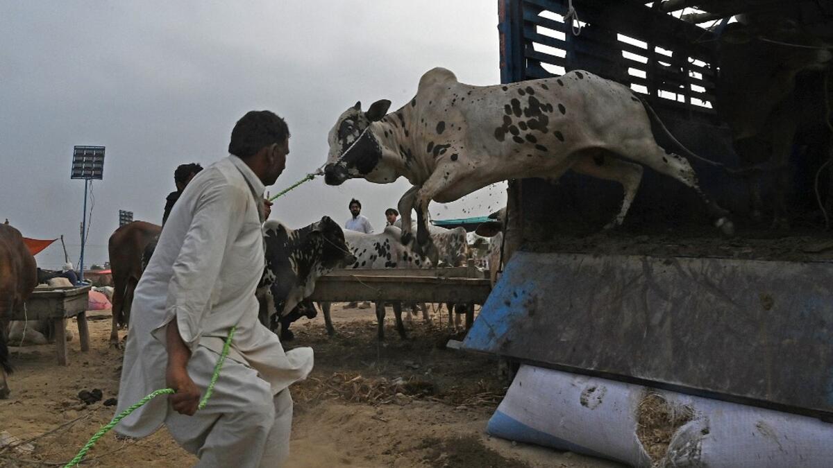 A trader unloads a cow from a truck at a cattle market set up for the upcoming Muslim festival Eid al-Adha also called "Festival of the Sacrifice", in Rawalpindi on July 20, 2020. Aamir QURESHI / AFP
