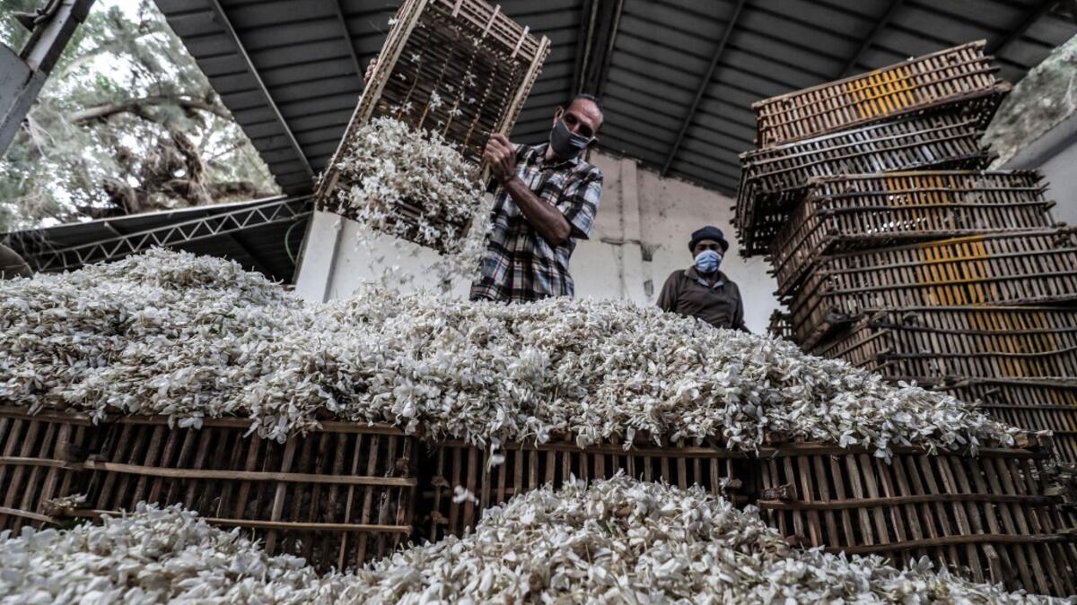 Egypt and India are the leading producers of around 95 percent of jasmine extracts in the world used in perfumes, according to The International Federation of Essential Oils and Aroma Trades (IFEAT), and the village of Shubra Beloula In Gharbiya, in the Egyptian fertile Delta, produces more than half of the aromatic extracts used in essential oils for global jasmine production. Mohamed el-Shahed / AFP