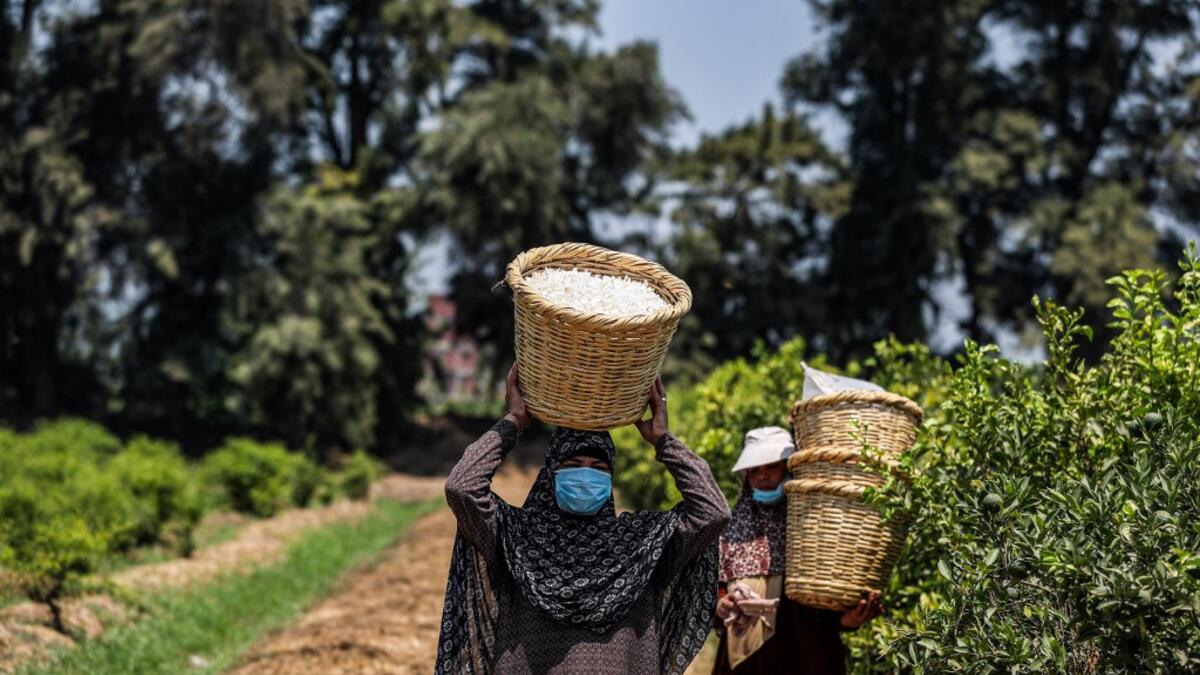 Egypt and India are the leading producers of around 95 percent of jasmine extracts in the world used in perfumes, according to The International Federation of Essential Oils and Aroma Trades (IFEAT), and the village of Shubra Beloula In Gharbiya, in the Egyptian fertile Delta, produces more than half of the aromatic extracts used in essential oils for global jasmine production. Mohamed el-Shahed / AFP