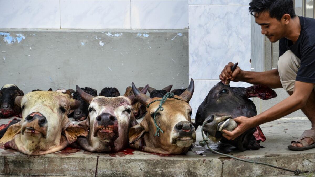 A man checks a cow's head after slaughtering it during the sacrificial Eid al-Adha festival in Banda Aceh on August 1, 2020. CHAIDEER MAHYUDDIN / AFP