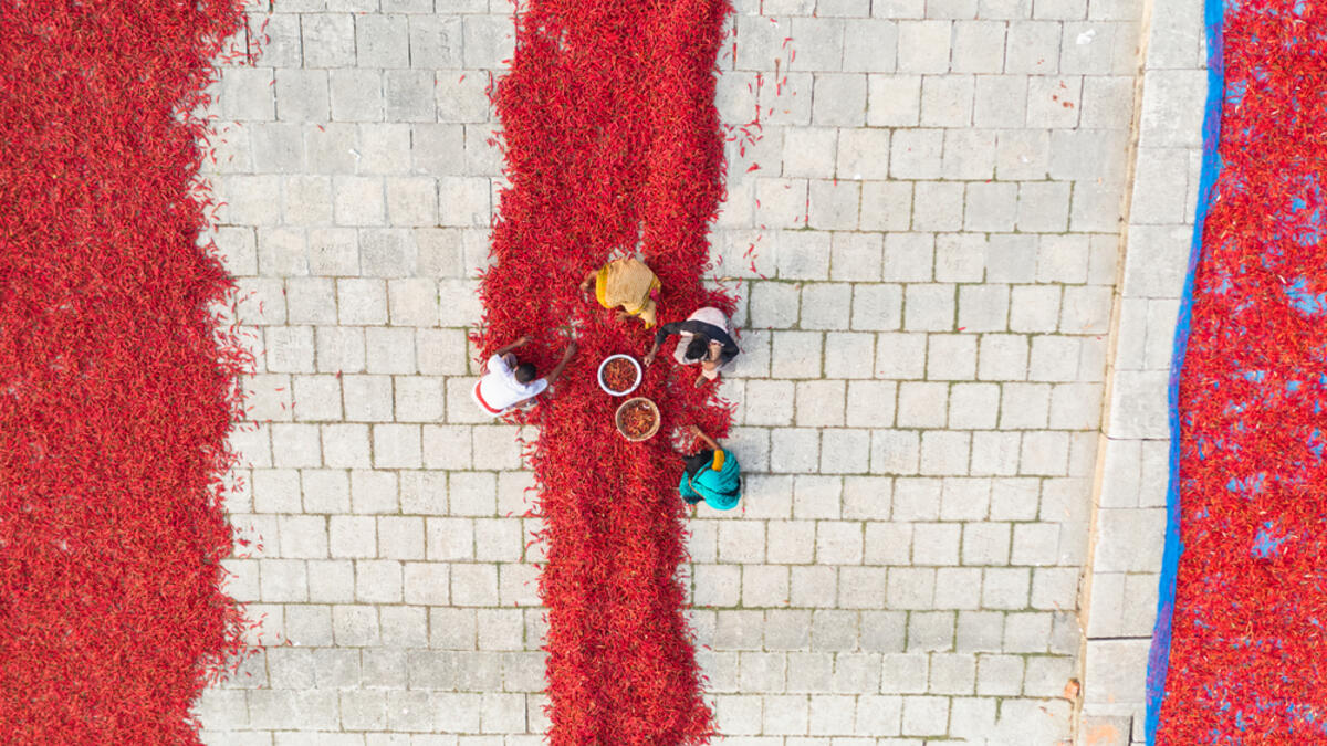 Aerial View of Red Chili Processing in Bangladesh. (Shutterstock/ File photo)