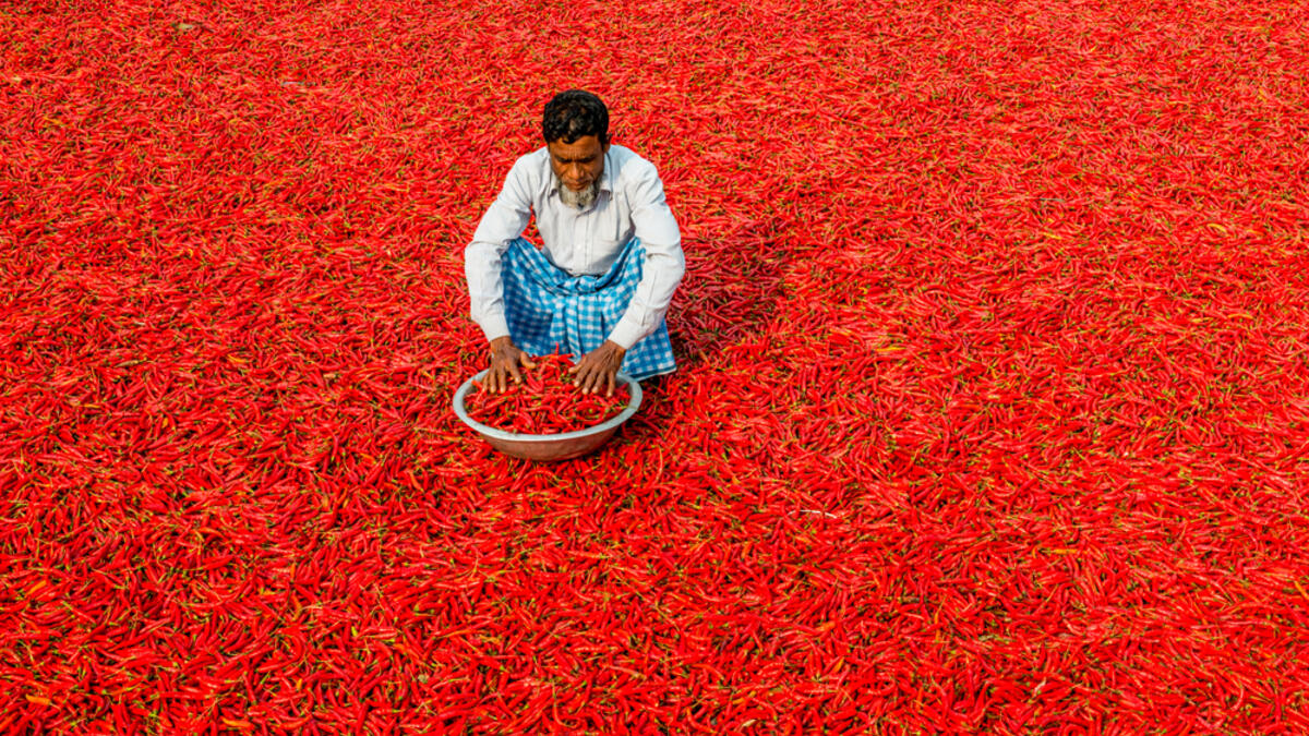 Man are working to dry the red chillies in the sariakandi, Bogra. (Shutterstock/ File Photo)
