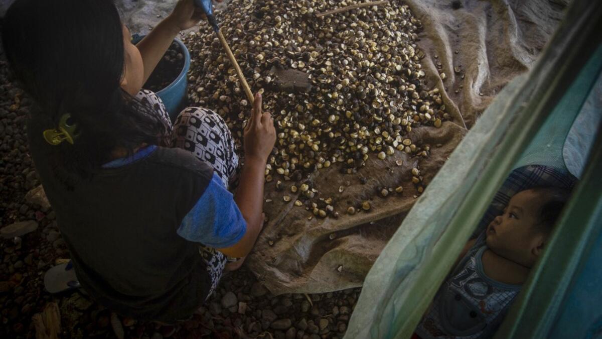 This picture taken on February 12, 2019 shows Putri (not her real name), who got married in 2017, breaking candlenuts under her parents' stilt house while caring for her child (R) in the village of Pokkang in Mamuju, West Sulawesi. Child marriage has long been common in traditional communities from the Indonesian archipelago to India, Pakistan and Vietnam, but numbers had been decreasing as charities made inroads by encouraging access to education and women's health services. YUSUF WAHIL / AFP