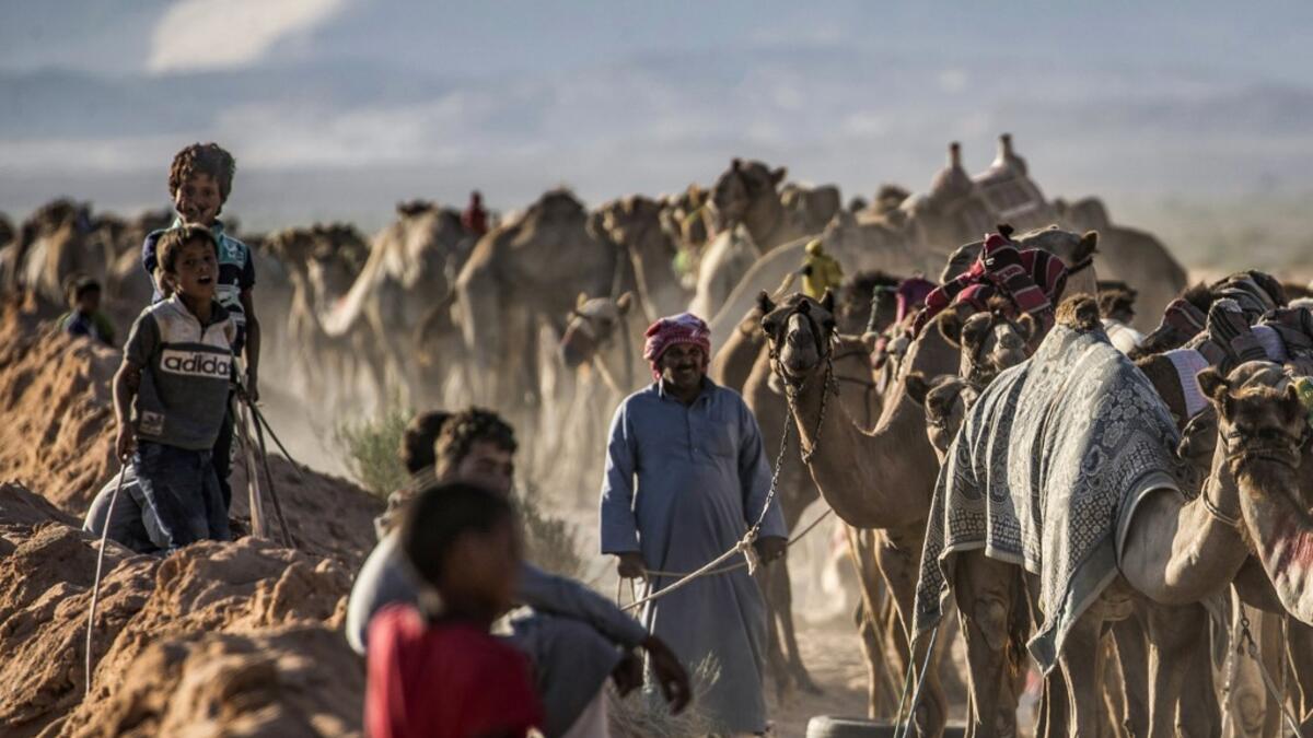 Bedouins prepare their camels for a race in Egypt's South Sinai desert on September 12, 2020, after more than six month of hiatus due to the coronavirus outbreak. KHALED DESOUKI / AFP
