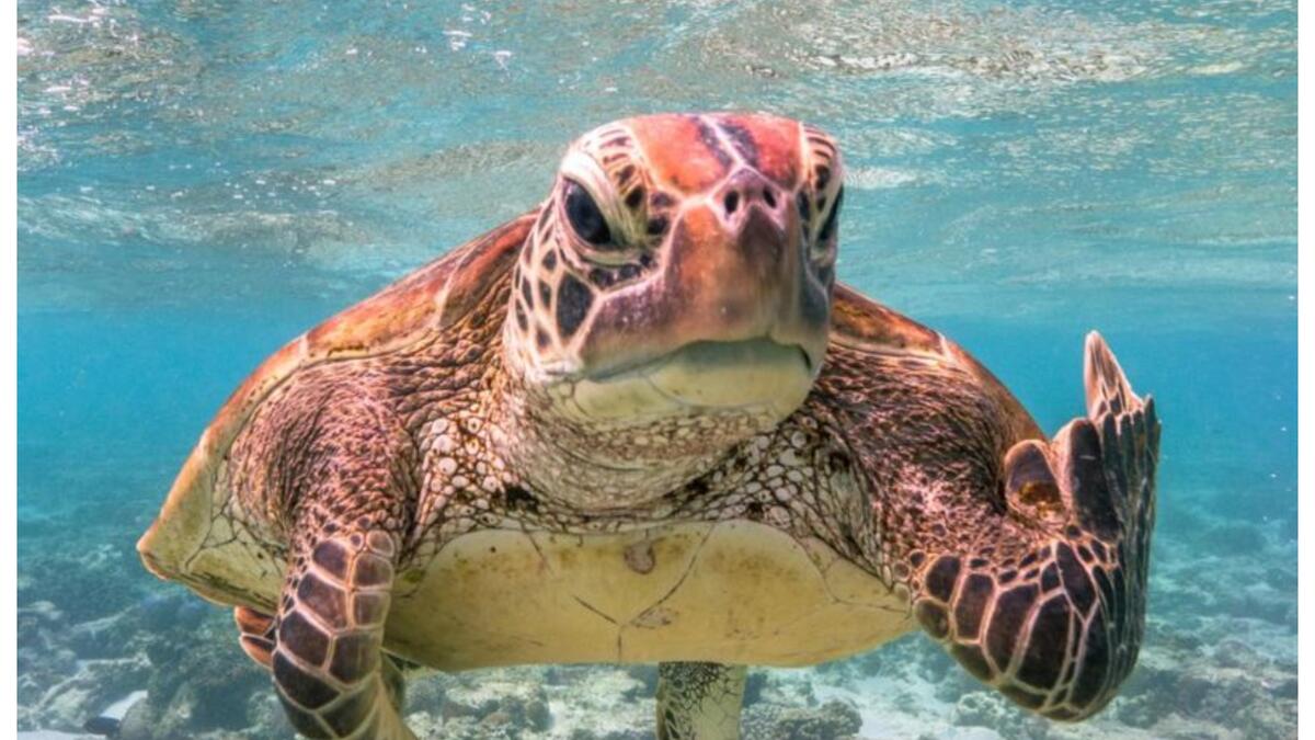 (السلحفاة تيري) للمصور "مارك فيتزباتريك" - جزيرة ليدي إليوت، كوينزلاند، أستراليا.