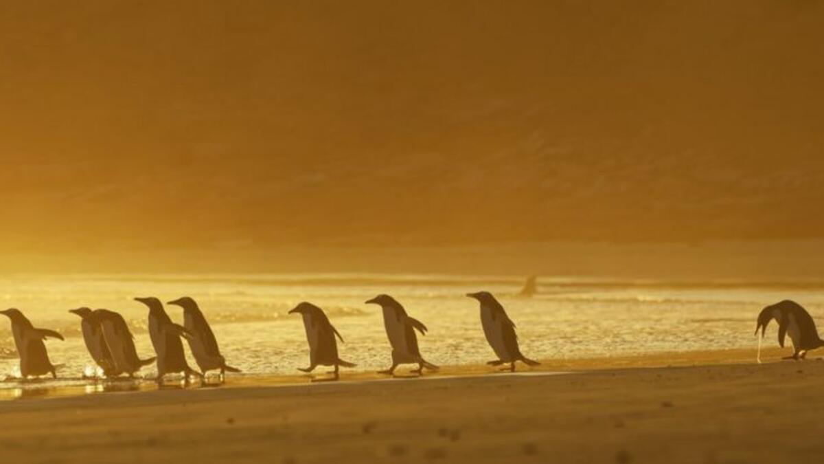 (يمكنني أن أتقيأ) للمصور "كريستينا هولفيلدر" - طيور البطريق جينتو في جزر فوكلاند.