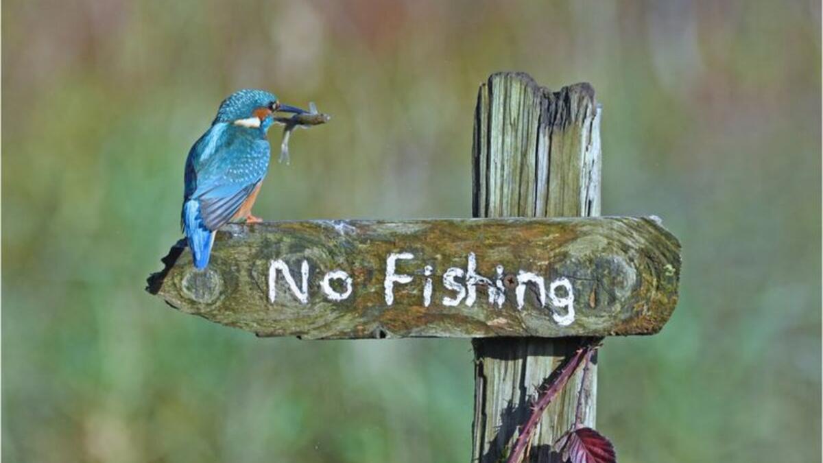 (طائر ساخر) للمصورة "سالي لويد جونز" - طائر الرفراف في كيركودبرايت، اسكتلندا.