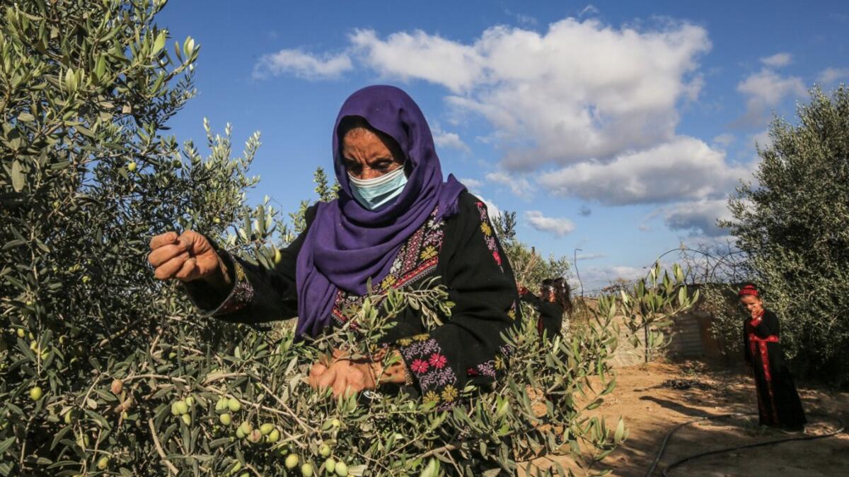 A Palestinian woman harvests olives in Rafah, in the southern Gaza Strip on October 4, 2020. SAID KHATIB / AFP