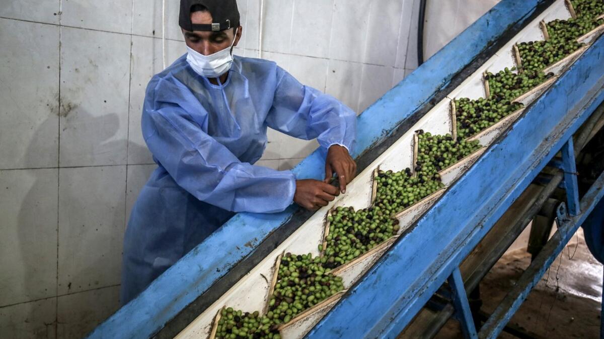 A worker watches as olives fill a container before being crushed and pressed at an olive oil factory in Khan Yunis, in the southern Gaza Strip on October 4, 2020. SAID KHATIB / AFP