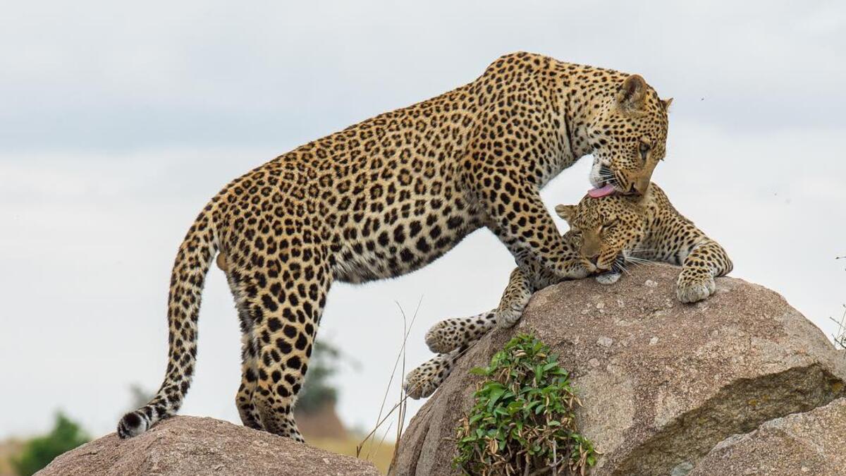 Saudi Photographer Hesham Alhumaid in Serengeti - Tanzania. (Instagram/@hesh4m)