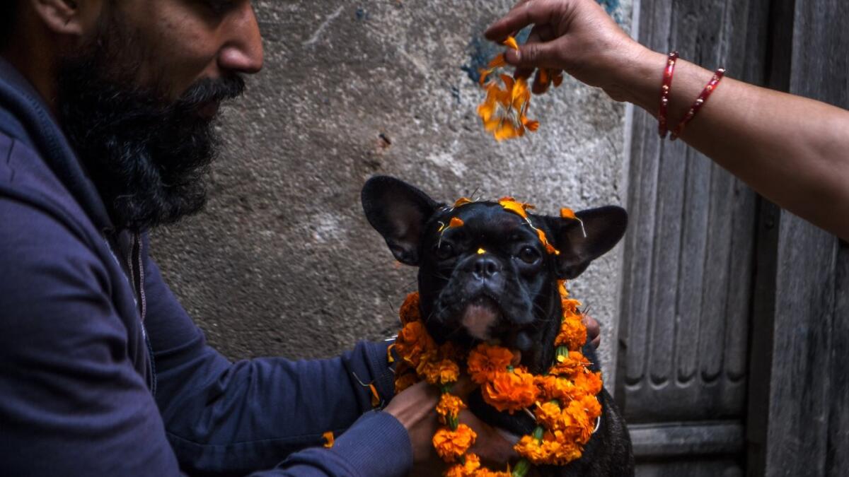 Hindu devotees worship a dog as part of offerings for Tihar which is the local name for Diwali, the Hindu festival of lights, at a dog care centre in Kathmandu on November 14, 2020. PRAKASH MATHEMA / AFP