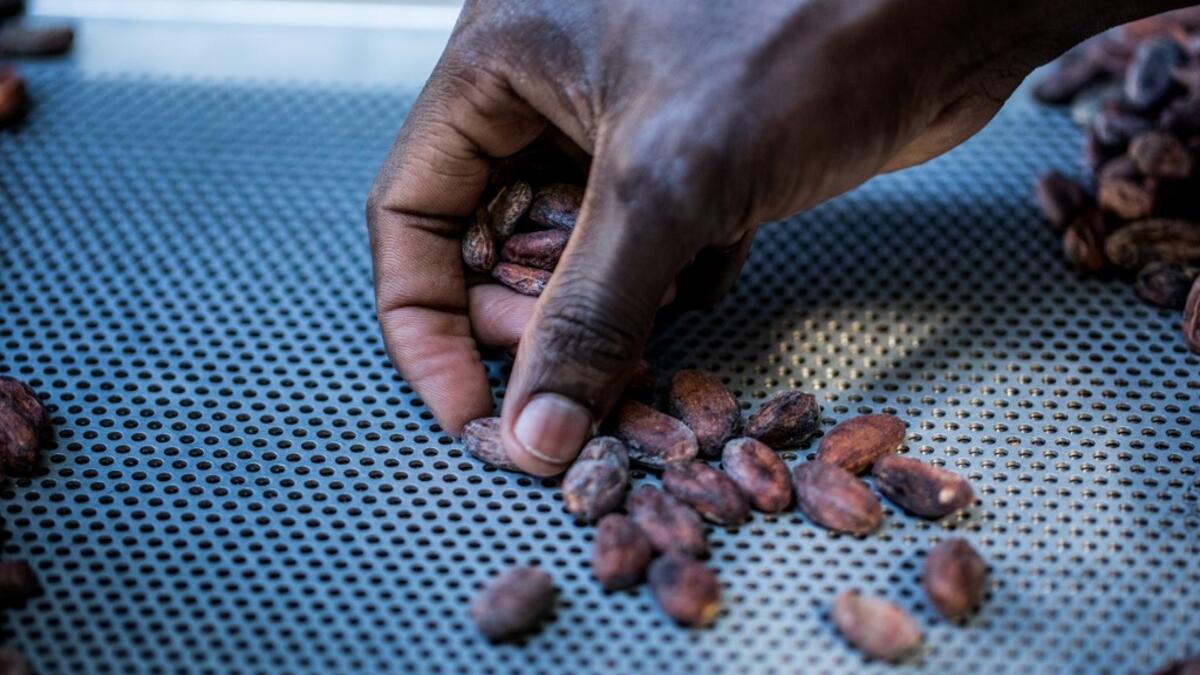 Sorting of cocoa beans according to their size and appearance is done in the workshops of Makaya Chocolat on December 23, 2020 in Petionville, Haiti. Although small in the face of South America's giants, Haiti is slowly developing its cocoa industry to ensure better incomes for thousands of modest farmers and to end the stereotype of gastronomic art known as the domain of wealthy countries. Valerie Baeriswyl / AFP