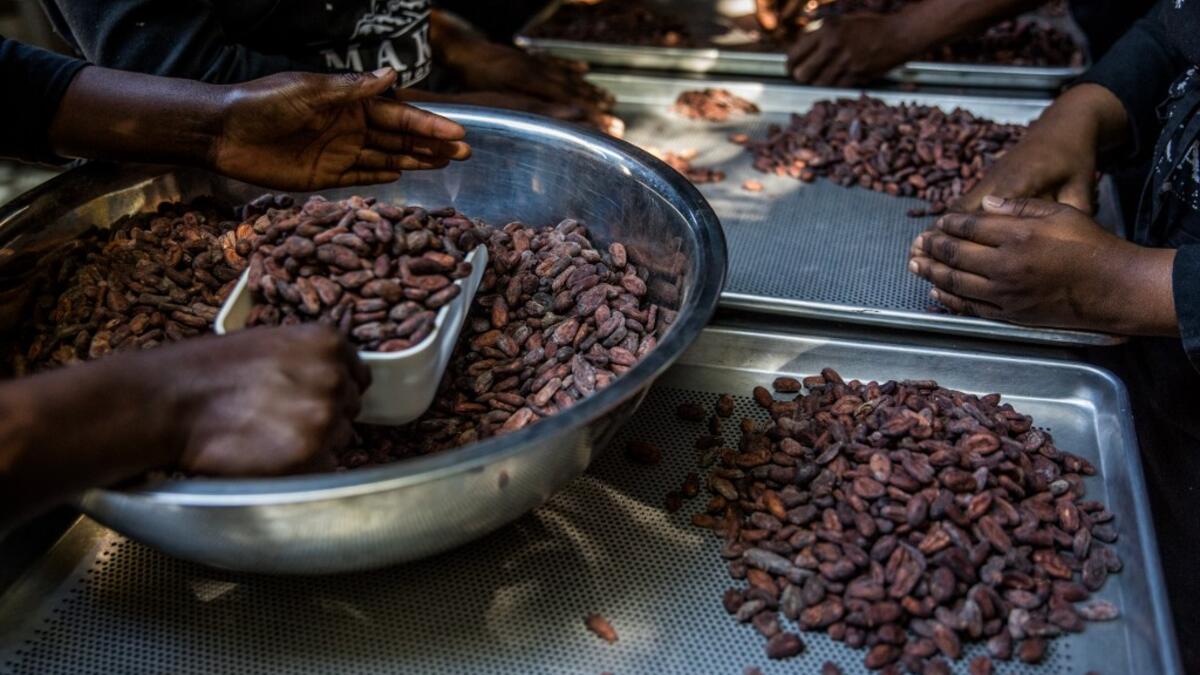 Sorting of cocoa beans according to their size and appearance is done in the workshops of Makaya Chocolat on December 23, 2020 in Petionville, Haiti. Although small in the face of South America's giants, Haiti is slowly developing its cocoa industry to ensure better incomes for thousands of modest farmers and to end the stereotype of gastronomic art known as the domain of wealthy countries. Valerie Baeriswyl / AFP