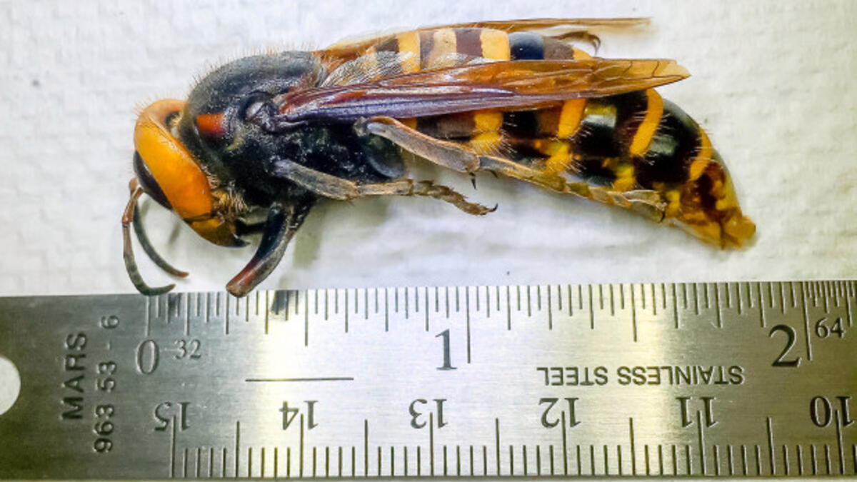 تم رصد الدبور الآسيوي العملاق لأول مرة في الولايات المتحدة عندما غزت ولاية واشنطن. ويمكن أن تقضي الدبابير على مستعمرات النحل بأكملها في غضون ساعات.