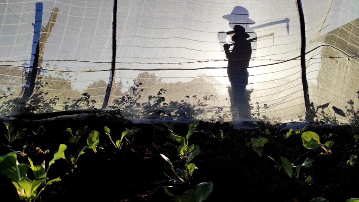 Carlos Millo, owner of a lodging for tourists, works on his plot of land in Vinales, Cuba, on January 29, 2021. At the foot of the majestic rock formations of Vinales, the terraces of the restaurants look empty and the lodgings have closed. With the arrival of COVID-19, the incipient prosperity of this Cuban town came to a halt and people abandoned tourism jobs to return to work the land. YAMIL LAGE / AFP