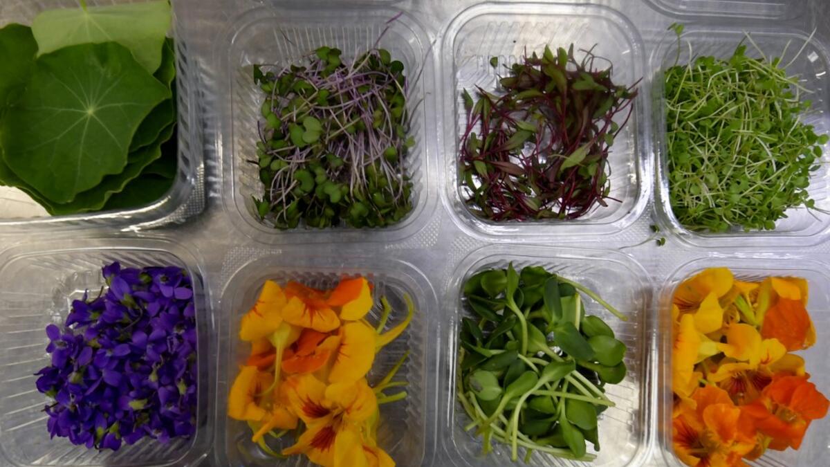 Tunisians already use certain flowers in their traditional cuisine. Some sweets feature dried rose petals, while lavender is an ingredient in a spice mix used in couscous recipes. But fresh flowers, which can be used for dishes from soups to salads as well as teas, are a novelty.  FETHI BELAID / AFP