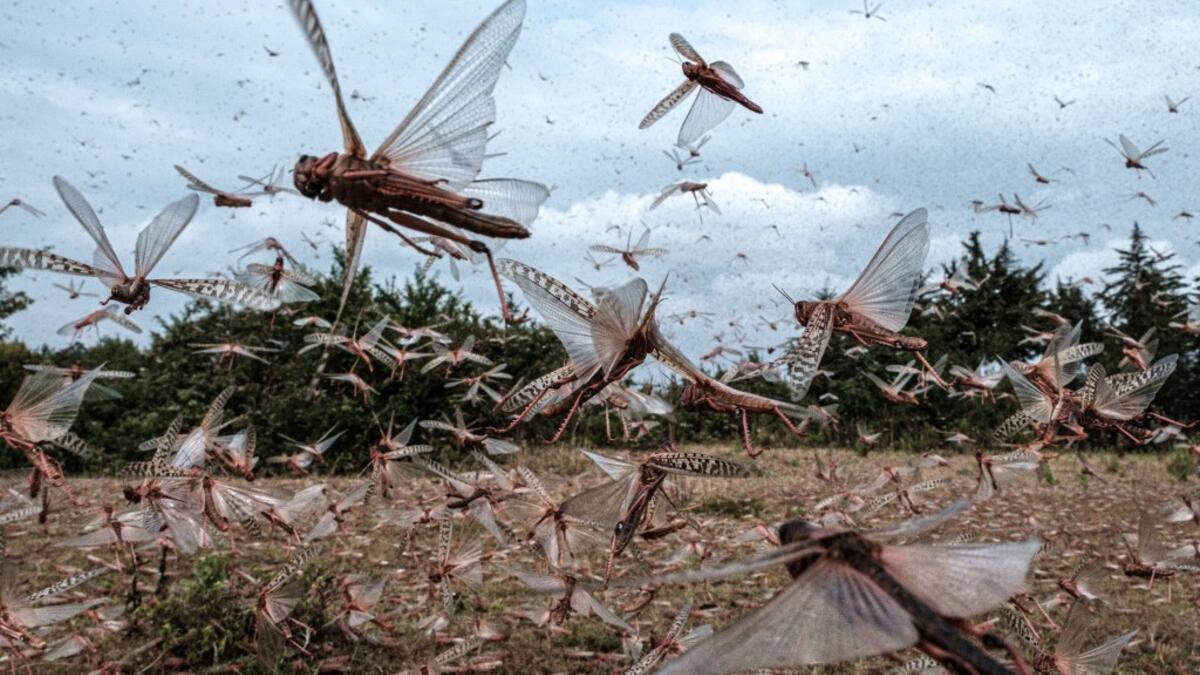A picuture taken on February 9, 2021, shows a swarm of desert locust fly after an aircraft sprayed pesticide in Meru, Kenya. The United Nations Food and Agricultural Organisation works with a variety of Kenyan security, logistics and charter companies who have expanded their operations to closely track swarms of locusts in East Africa, before dispatching teams to targeted areas to spray the insects with pesticides to prevent damage to crops and grazing areas. Yasuyoshi CHIBA / AFP