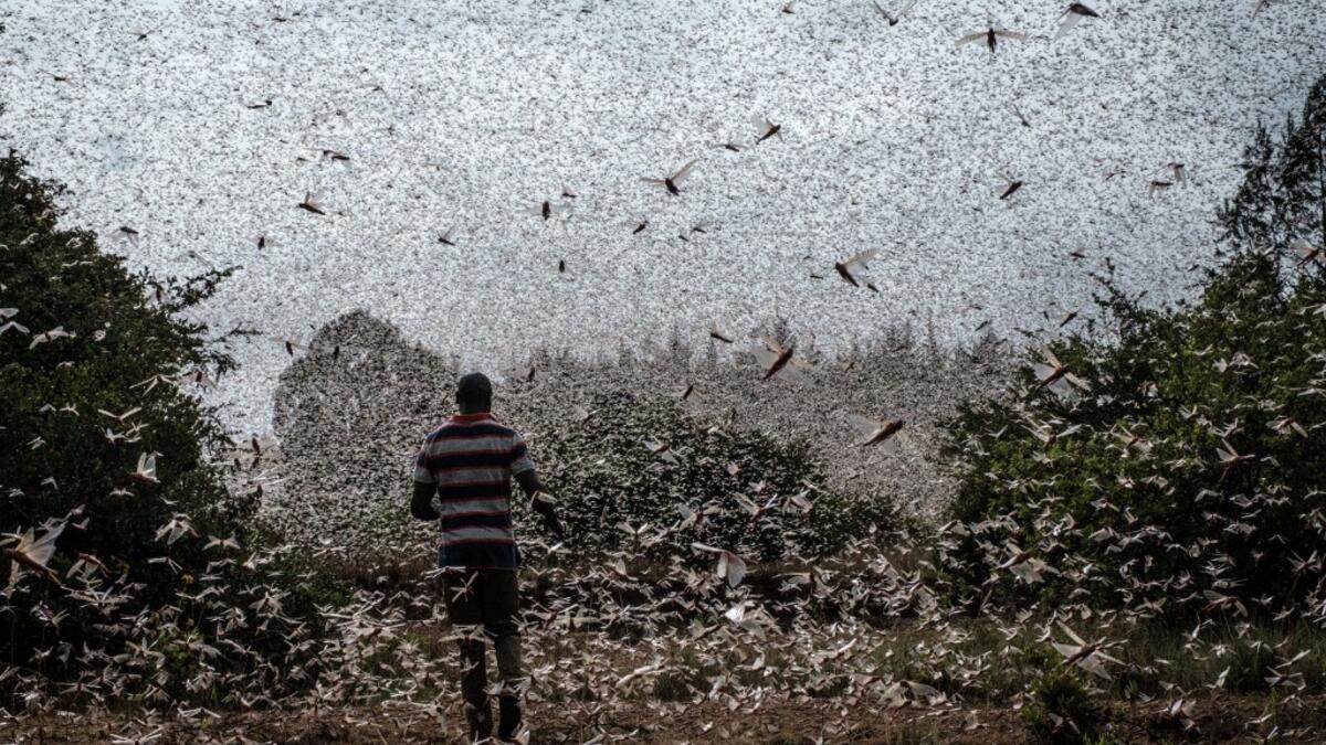It has been over a year since the worst desert locust infestation in decades hit the region, and while another wave of the insects is spreading through Somalia, Ethiopia and Kenya, the use of cutting edge technology and improved co-ordination is helping to crush the ravenous swarms and protect the livelihoods of thousands of farmers. Yasuyoshi CHIBA / AFP
