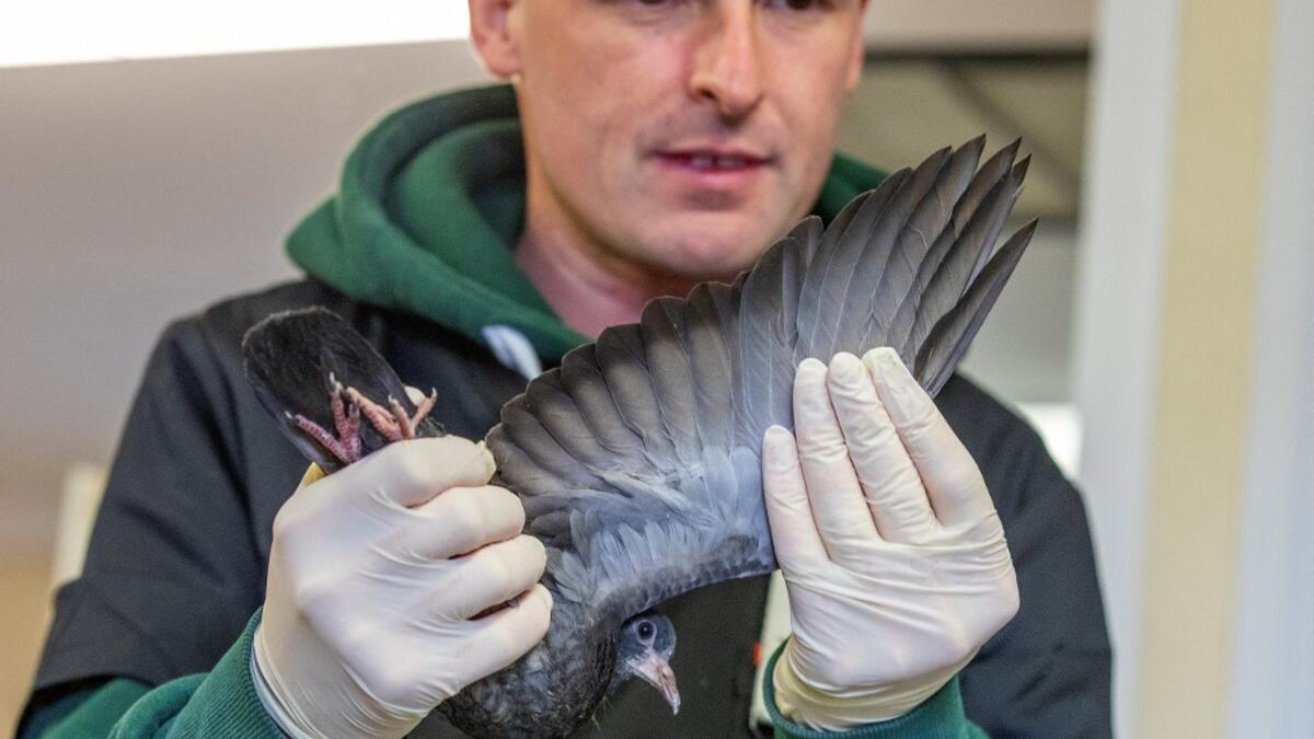 Animal Manager of Wildlife Rehabilitation Ireland, Dan Donoher examines a wounded pigeon at their new premises situated behind the Tara na Ri Pub, which is shuttered due to the Covid-19 pandemic, at Garlow Cross outside Navan in County Meath, Ireland on February 18, 2021. Since Ireland's first coronavirus lockdown pub the Tara Na Ri has been closed to regulars, but now it hosts a menagerie of new clientèle as the nation's first wildlife hospital. PAUL FAITH / AFP