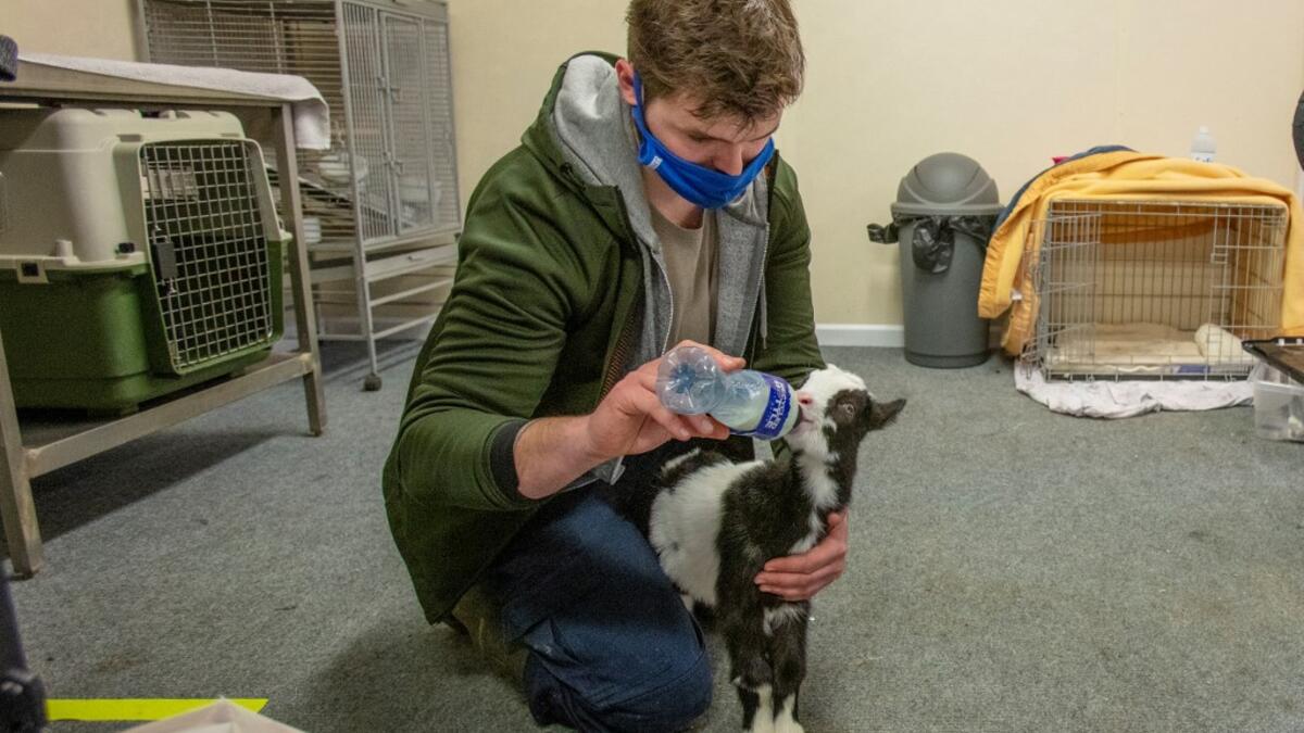 A member of staff feeds a two week-old native wild Irish goat which was found on a mountainside and named Liam, at Wildlife Rehabilitation Ireland's new premises situated behind the Tara na Ri Pub, which is shuttered due to the Covid-19 pandemic, at Garlow Cross outside Navan in County Meath, Ireland on February 18, 2021. Since Ireland's first coronavirus lockdown pub the Tara Na Ri has been closed to regulars, but now it hosts a menagerie of new clientèle as the nation's first wildlife hospital. PAUL FAITH