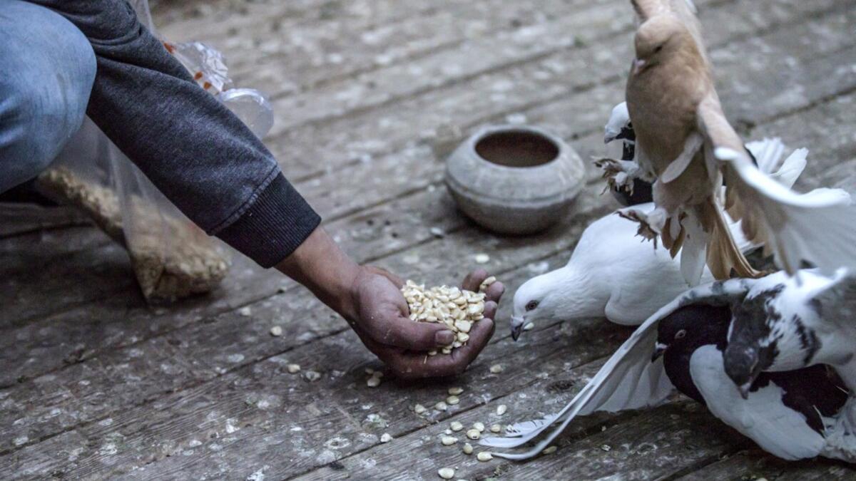 Omar Gamal, a 28-year-old pigeon keeper, tends to pigeons in a coop atop his rooftop
