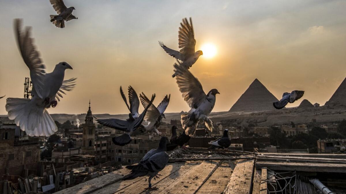 Pigeons hover over the rooftops of Giza