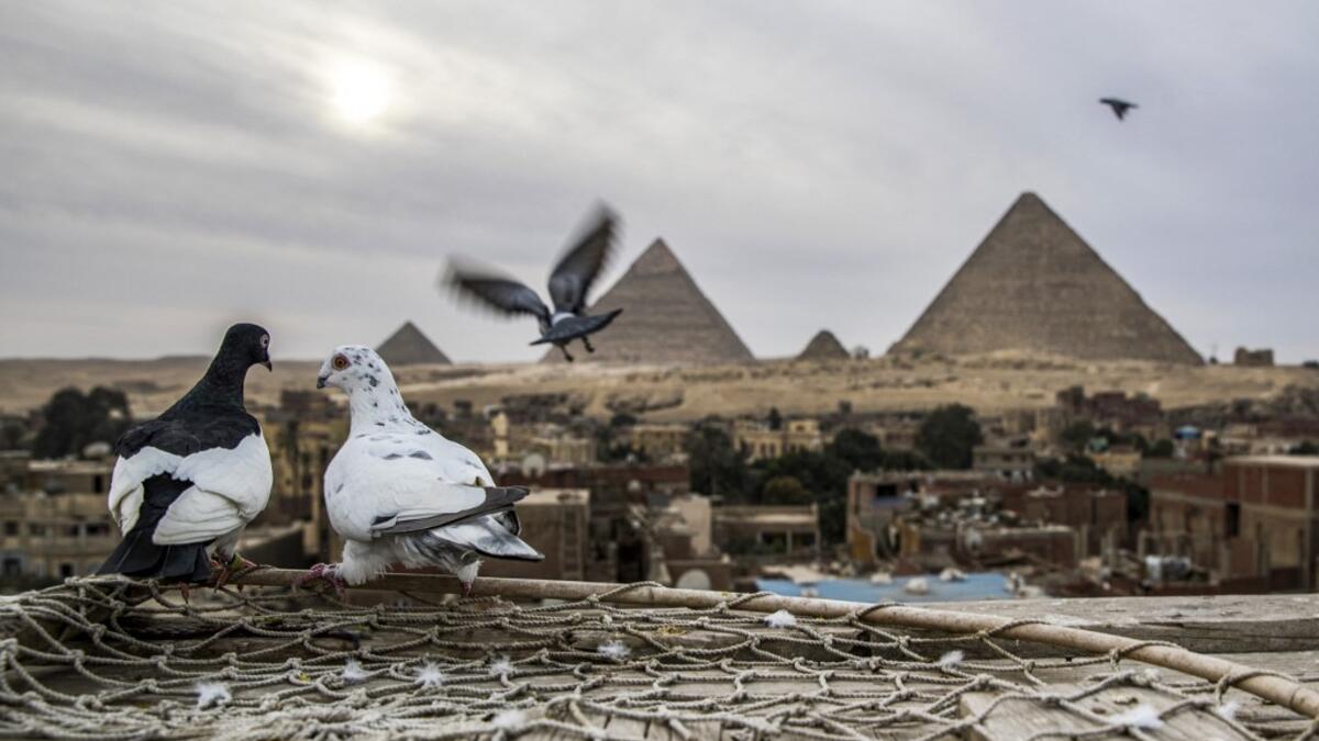 Pigeons perch on a rooftop in the Egyptian capital