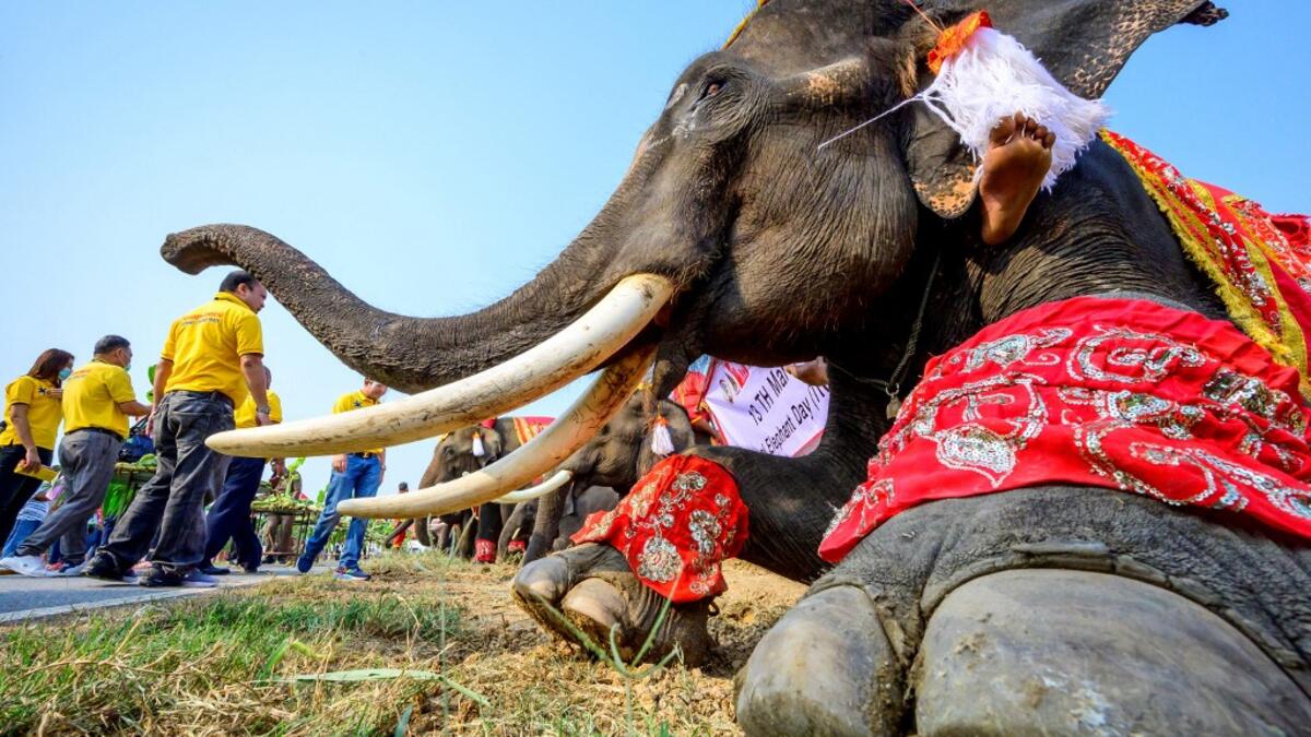 An elephant waits to receive blessings during