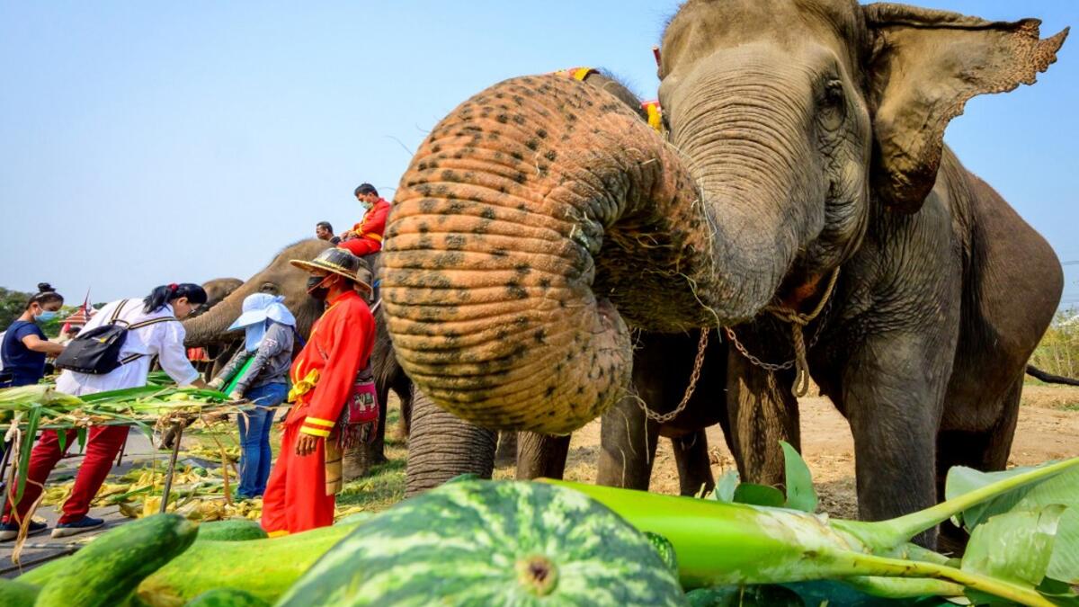An elephant reaches for a watermelon during a festive breakfast of various fruits and vegetables to mark National Elephant Day at the Elephant Royal Kraal Village