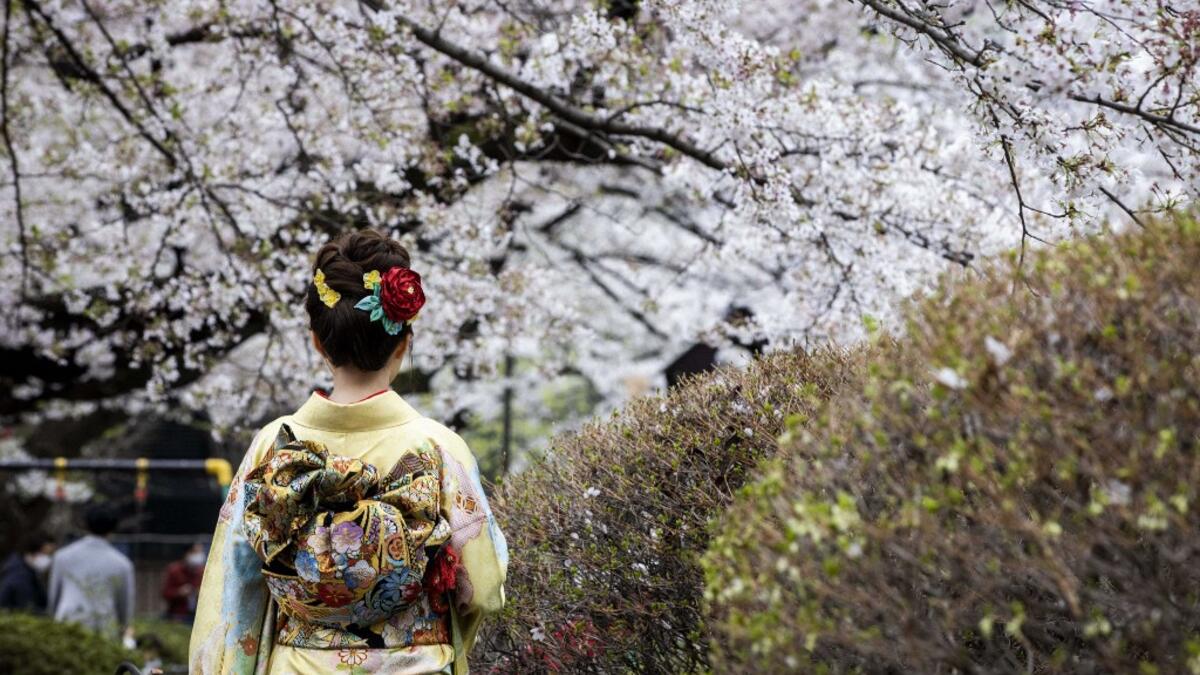 Cherry Blossoms in Japan