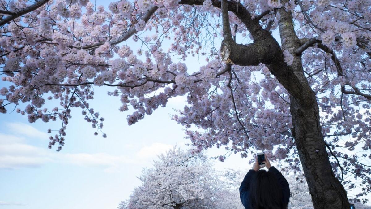 Cherry Blossoms in Japan