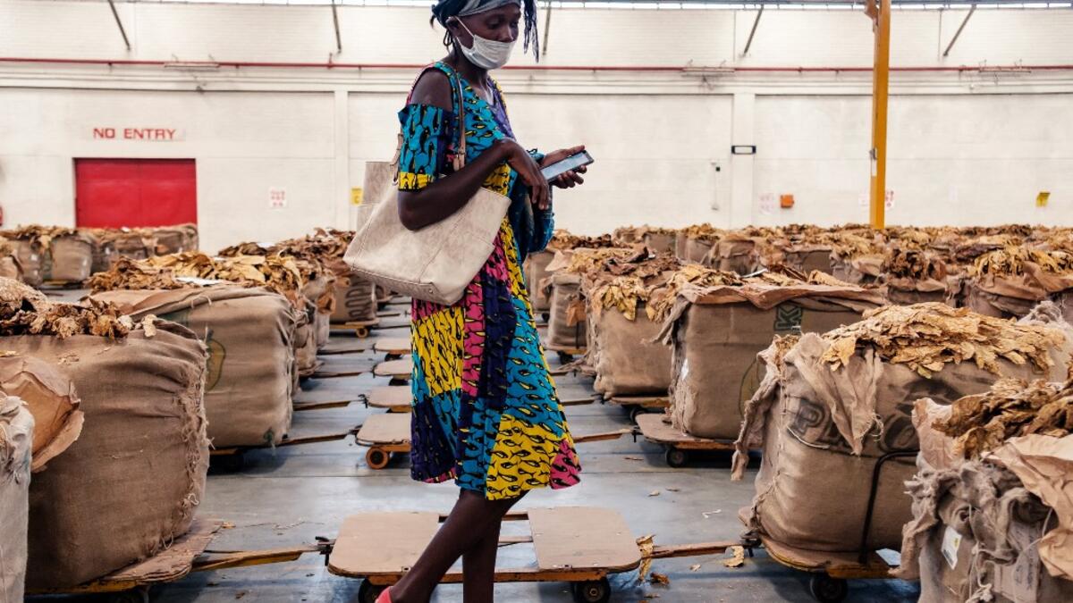 Tobacco season starts in Harare