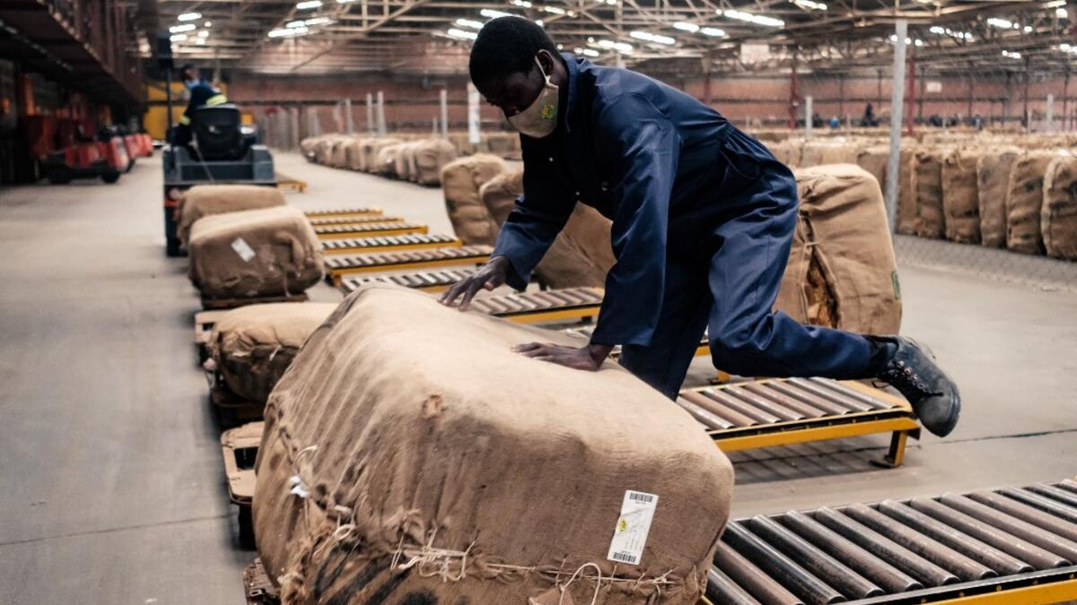 Tobacco season starts in Harare