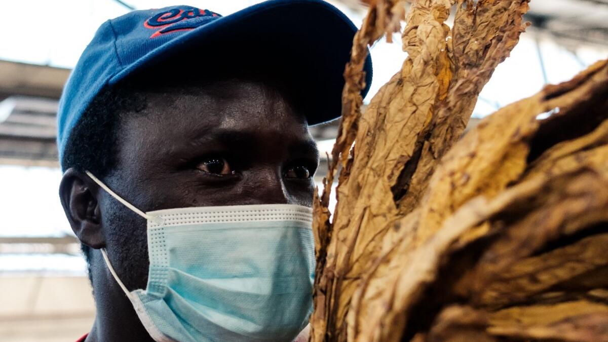 Tobacco season starts in Harare