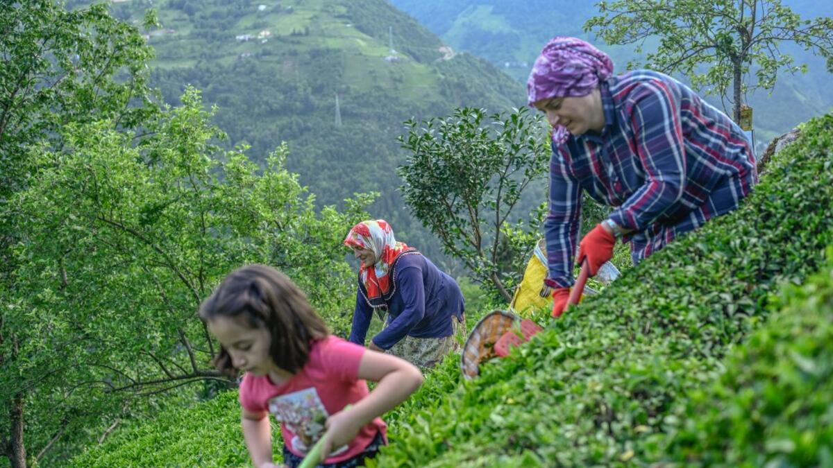 Villagers pick tea at grown on local land in Ikizdere in the Rize Province in the Black Sea region of Turkey on June 7, 2021. A government-friendly company plans to extract 20 million tons of stone from a quarry in the northeastern town of Ikizdere for one of President Recep Tayyip Erdogan's latest development projects. The locals are rising up in protest, challenging the government and its priorities in a region dear to the domineering Turkish leader's heart.