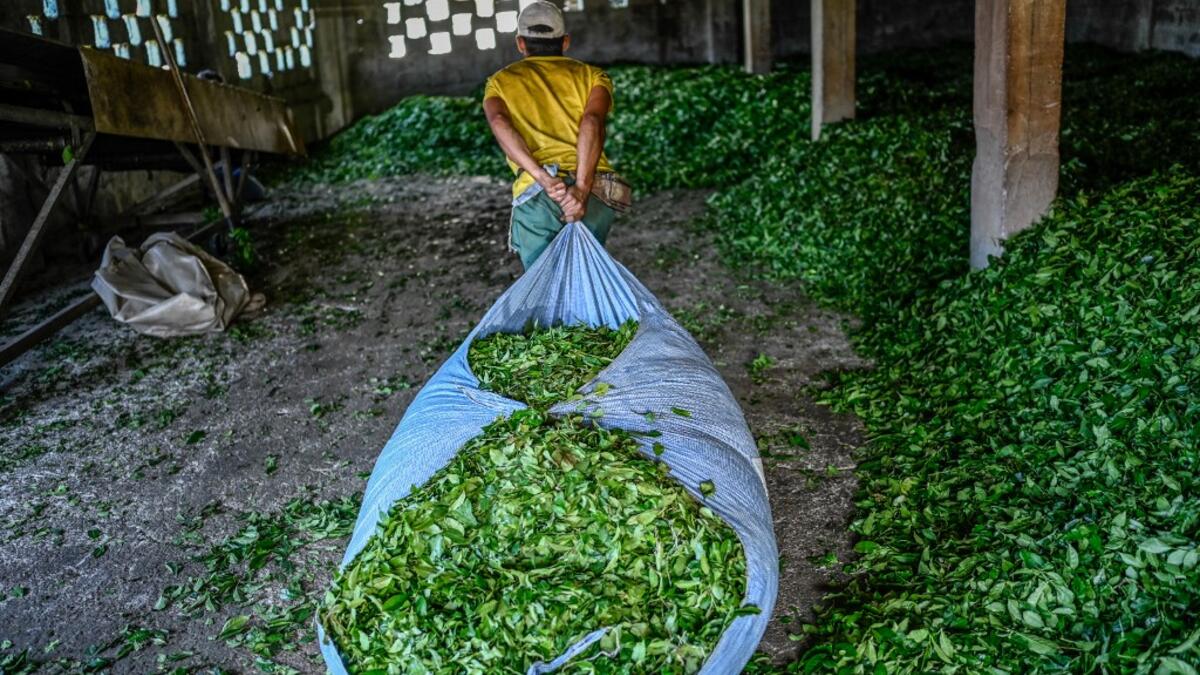Tea leaves are made ready for storage after being picked from the hill side tea gardens in Ikizdere in the Rize Province in the Black Sea region of Turkey on June 7, 2021. A government-friendly company plans to extract 20 million tons of stone from a quarry in the northeastern town of Ikizdere for one of President Recep Tayyip Erdogan's latest development projects. The locals are rising up in protest, challenging the government and its priorities in a region dear to the domineering Turkish leader's heart.