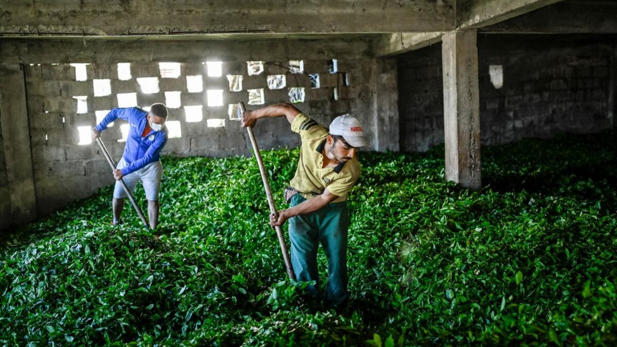 Tea leaves are made ready for storage after being picked from the hill side tea gardens in Ikizdere in the Rize Province in the Black Sea region of Turkey on June 7, 2021. A government-friendly company plans to extract 20 million tons of stone from a quarry in the northeastern town of Ikizdere for one of President Recep Tayyip Erdogan's latest development projects. The locals are rising up in protest, challenging the government and its priorities in a region dear to the domineering Turkish leader's heart.