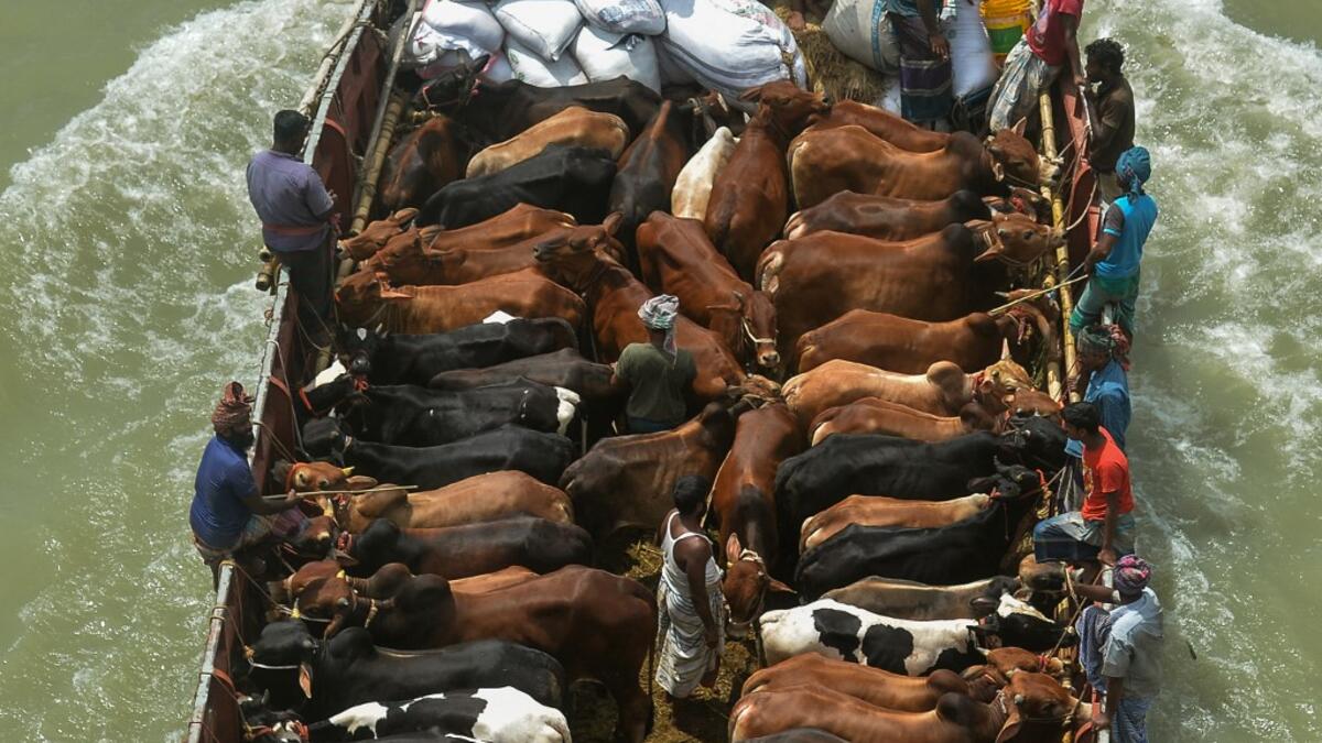Sacrificial livestock is being transported on a boat after the government loosened a lockdown imposed as a preventive measure against the Covid-19 coronavirus ahead of the Muslim festival of Eid al-Adha in Dhaka on July 16, 2021. Munir Uz zaman / AFP