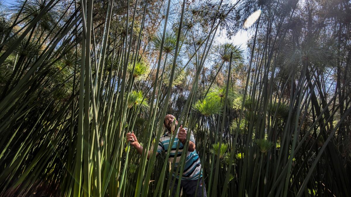 papyrus craft still common in the village of Al-Qaramus