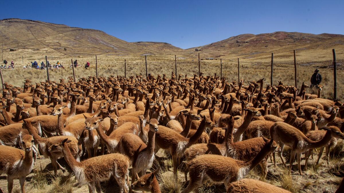 Vicunas are seen as members of the community of Totoroma participate in the traditional Chaku, or Chaccu, an annual vicuna round-up and shearing festival, in the village of Totoroma, 148 km from the city of Puno, in southern Peru