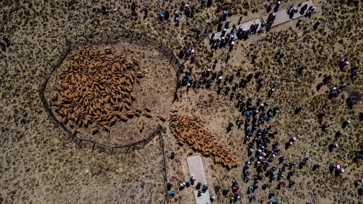 Aerial view showing members of the community of Totoroma participating in the traditional Chaku, or Chaccu, an annual vicuna round-up and shearing festival, in the village of Totoroma, 148 km from the city of Puno, in southern Peru
