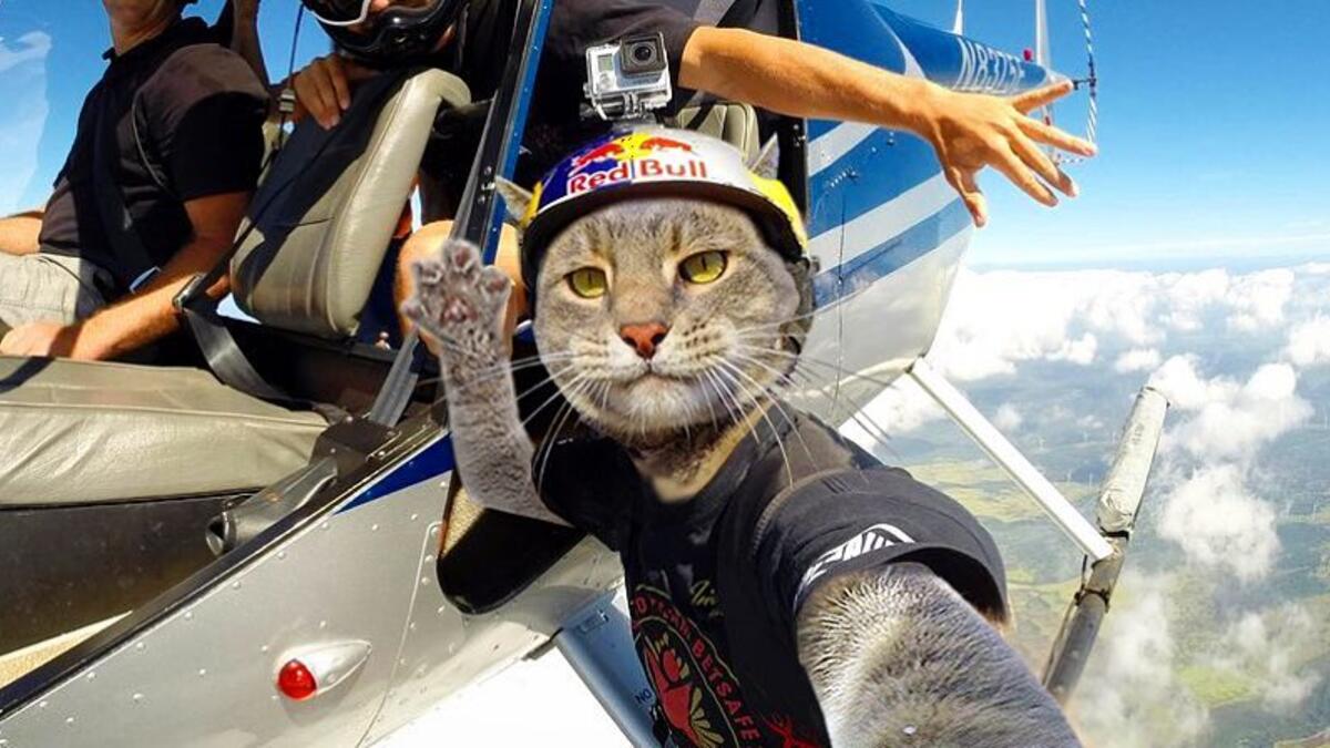 Manny-the selfie cat