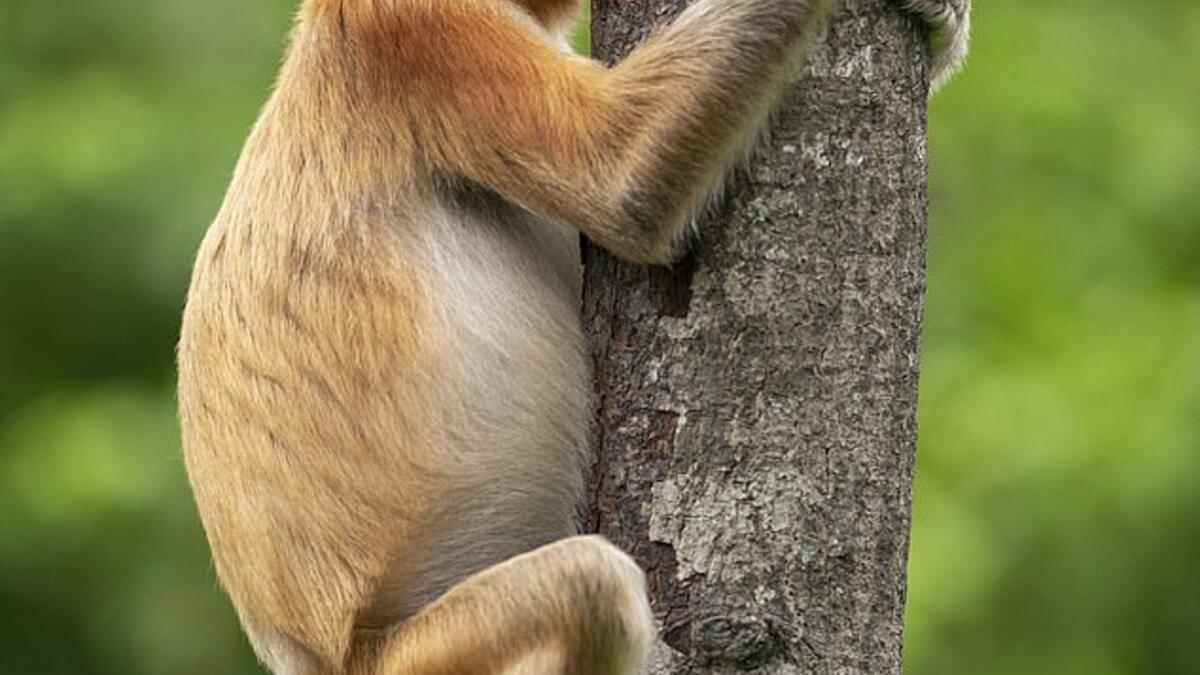 للمصور جاكوب هودان - قرد  وهو يحك أنفه ولكن يبدو أنه يقبل الشجرة بدلاً من ذلك.