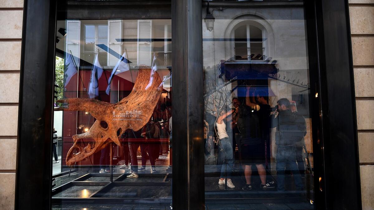Workers hang the skull of a triceratops in a gallery where it is set to be exposed ahead of its auction sale at Drouot auction house in October, in Paris on August 31, 2021.