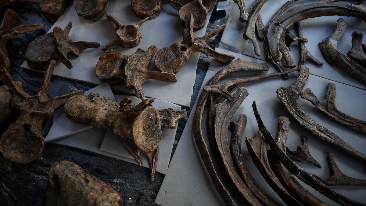 "Big John", the largest known triceratops, over 66 million years old and with an 8-metre long skeleton, is on display in Paris until 20 October, before an auction the following day at Hotel Drouot.