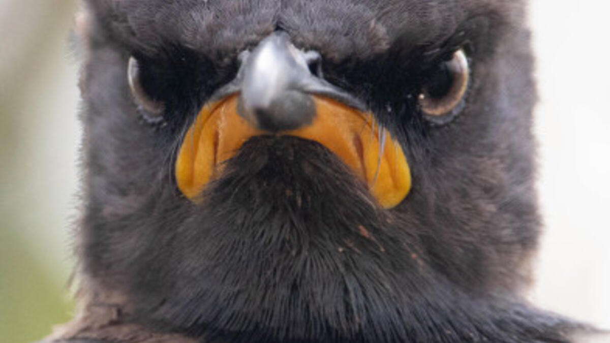 للمصور أندرو مايز - بعنوان Monday Morning Mood، لطائر يبدو أنه في حالة مزاجية سيئة.