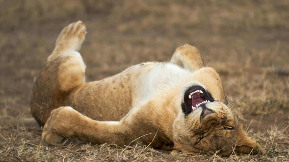 للمصور جيوفاني كرزاني – لنمر ينبطح على الأرض وكأنه دخل في نوبة ضحك هستيرية.
