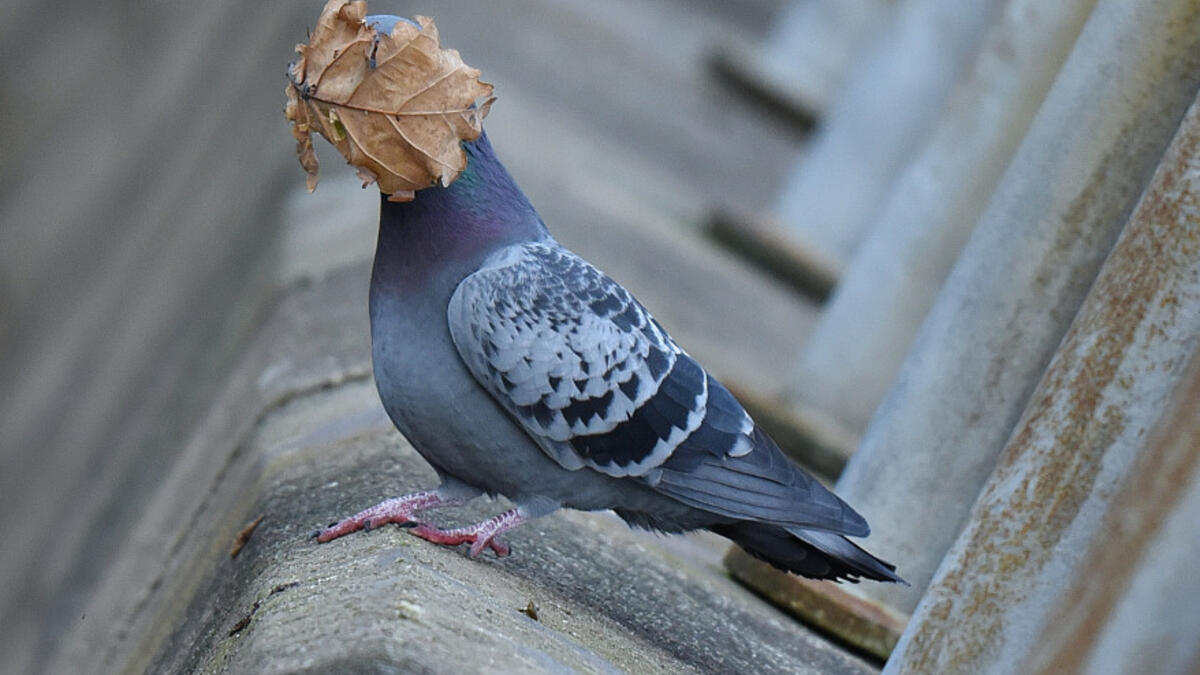 للمصور جون سبايرز – لحمامة مع ورقة شجر تغطي وجهها.