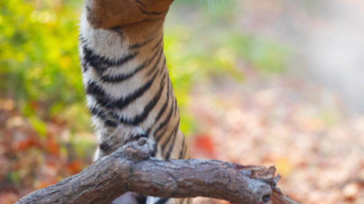 للمصور سيدانت أغراوال - لنمر يبدو أنه يحمل جذعًا خشبيًا كبيرًا على كتفه.