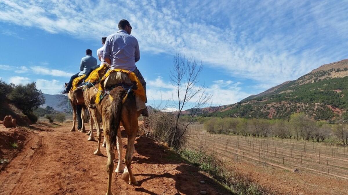ركوب الخيل: يمكن تجربة ركوب الخيل وسط الطبيعة مع وجود حصص تدريبية ومدربين مختصين في Western Valley.